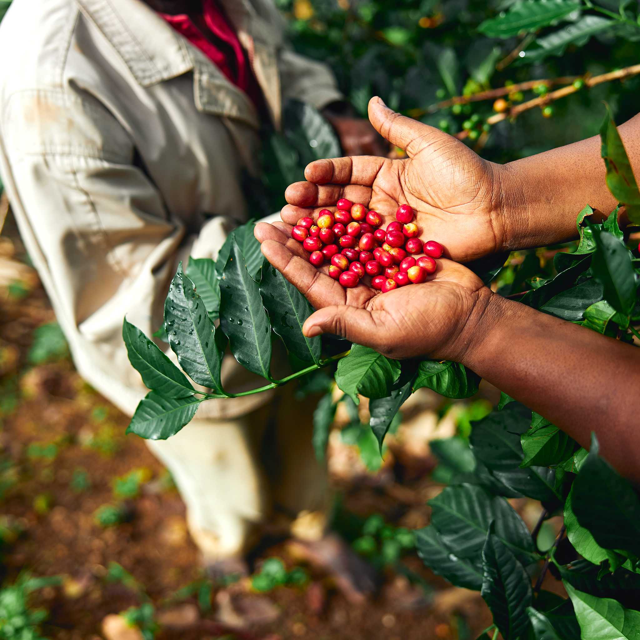 Baroida Coffee Plantation Kainantu Eastern Highlands